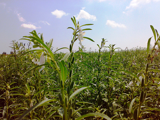 Susam Bitkisi Özellikleri ve Faydaları Nelerdir?